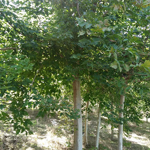 哈尔滨优质的垂柳苗木供应