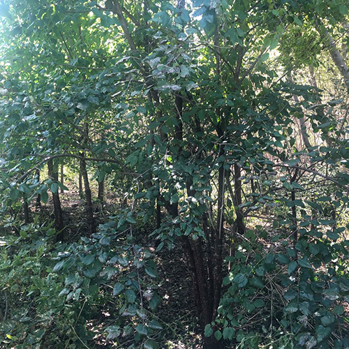 吉林附近的榆树供应