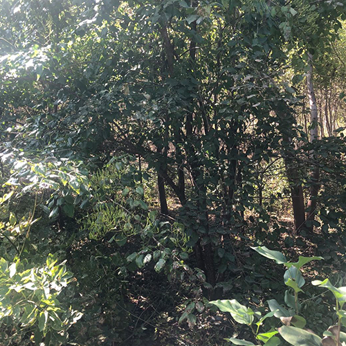 鹤岗附近的垂柳苗木供应