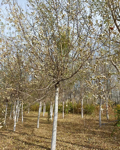 黄山6-15公分糖槭冠美干直