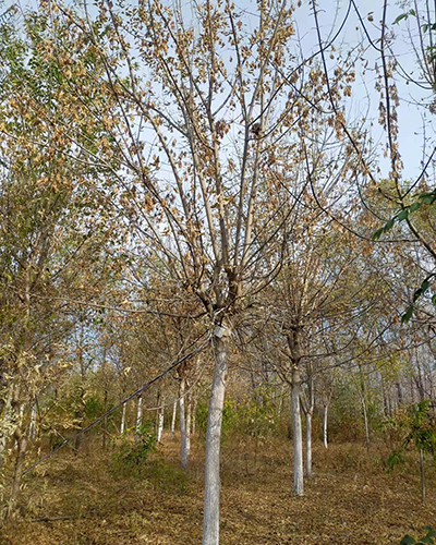 桂林6-15公分糖槭冠美干直