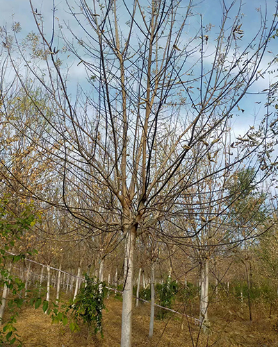 攀枝花6-15公分糖槭冠美干直