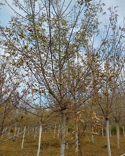 内蒙古6-15公分糖槭冠美干直