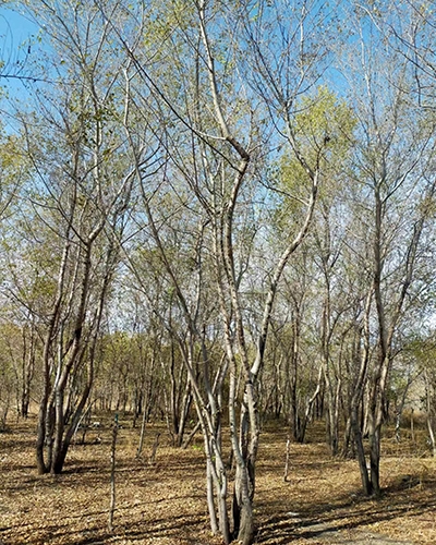丛生榆树