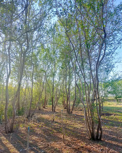 内蒙古丛生榆树