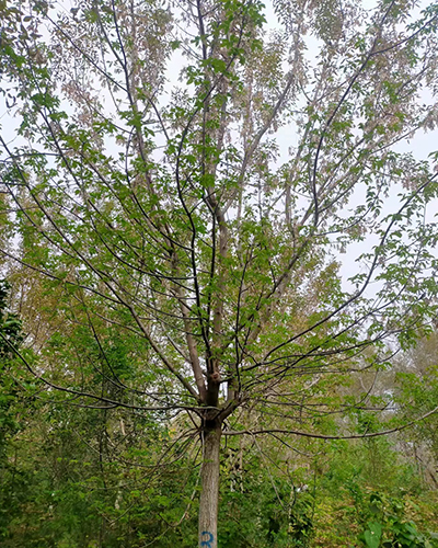 陕西 糖槭8-15公分