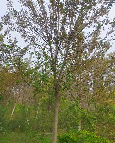 齐齐哈尔糖槭8-15公分