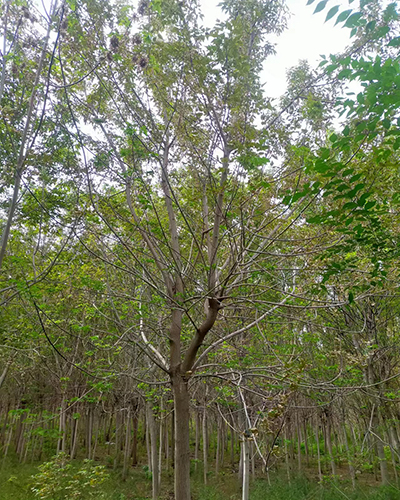 天津 糖槭8-15公分