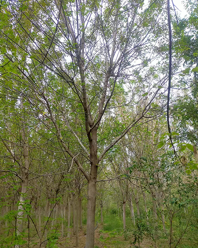 迪庆糖槭8-15公分