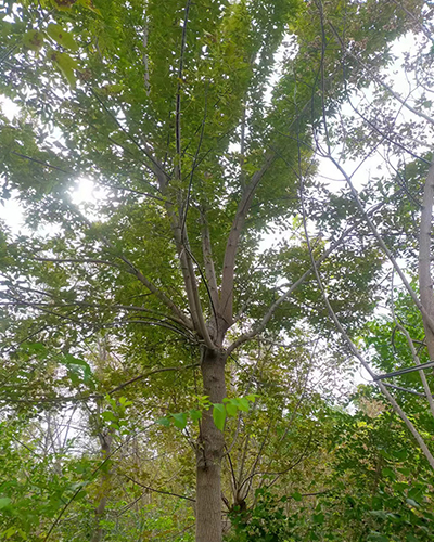 桂林糖槭8-15公分