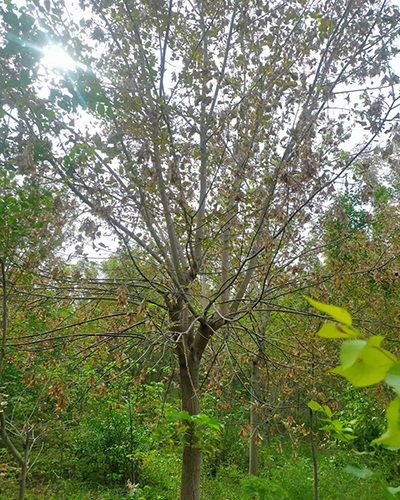 迪庆糖槭8-15公分