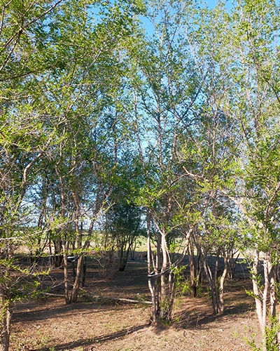 阿拉尔丛生榆树