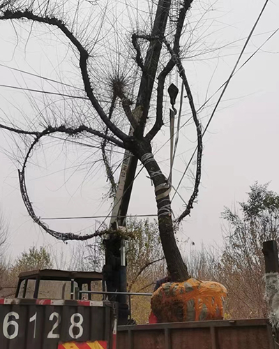 乐东黎族自治县造型榆树-龙榆
