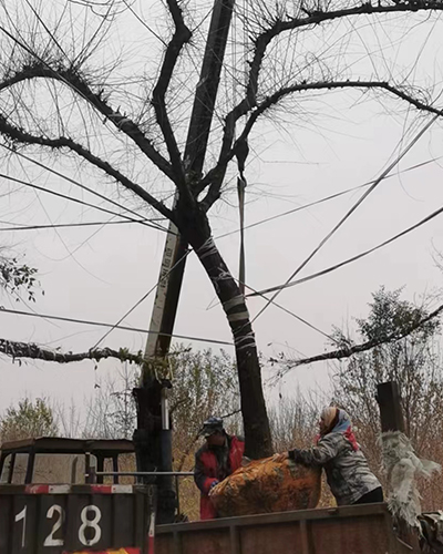 哈尔滨造型榆树-龙榆