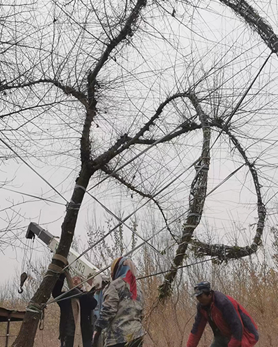 黑龙江造型榆树-龙榆