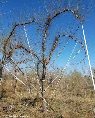 牡丹江大小造型榆树