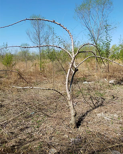 新疆 大小造型榆树