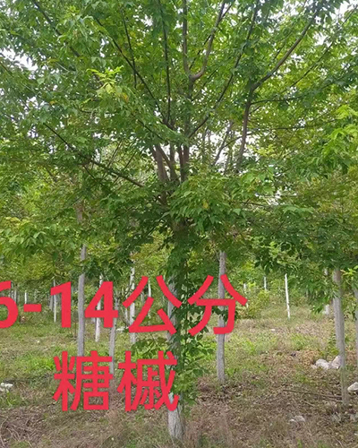 贵州 6-14公分糖槭