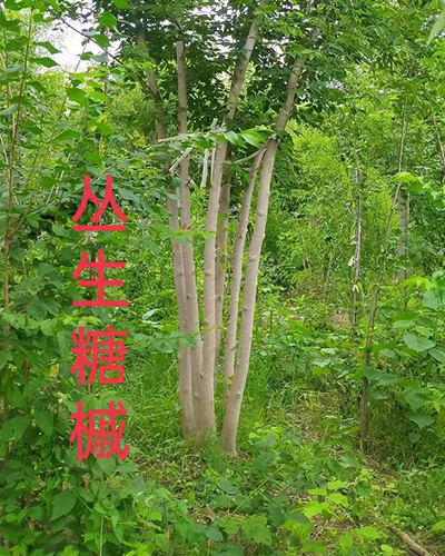 贵州 丛生糖槭