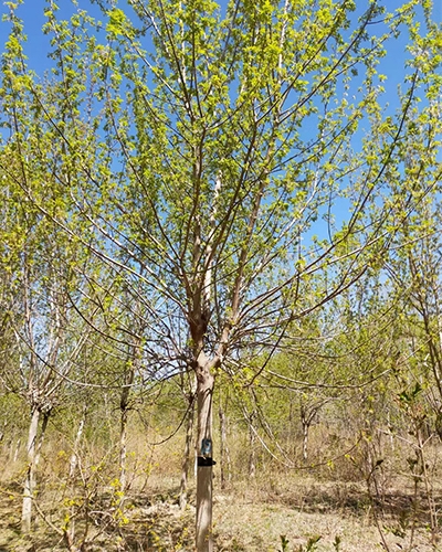 牡丹江糖槭