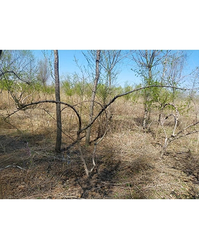 达州大小造型榆树
