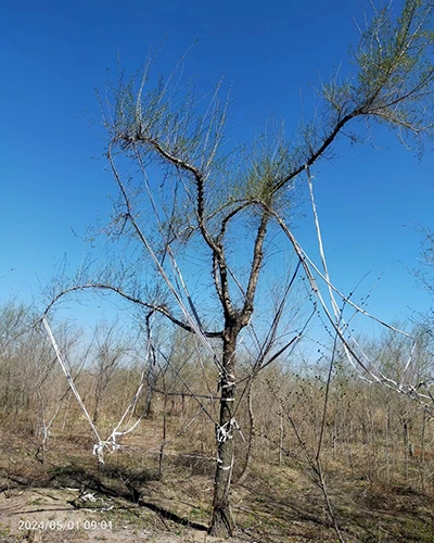 广州大小造型榆树