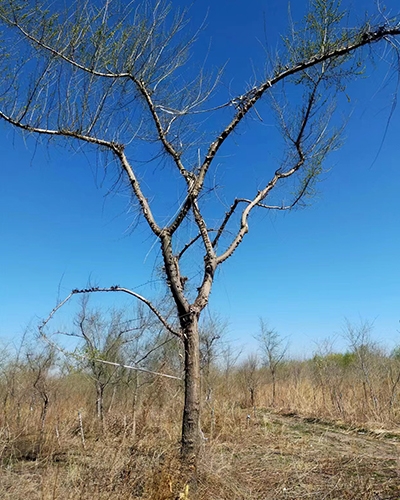 牡丹江大小造型榆树