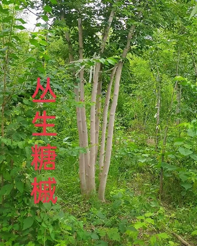 葫芦岛丛生糖槭