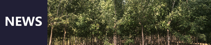 黑龙江苗木基地