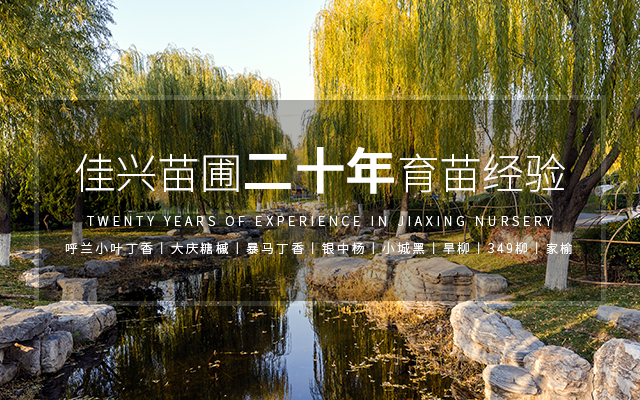 糖槭树苗