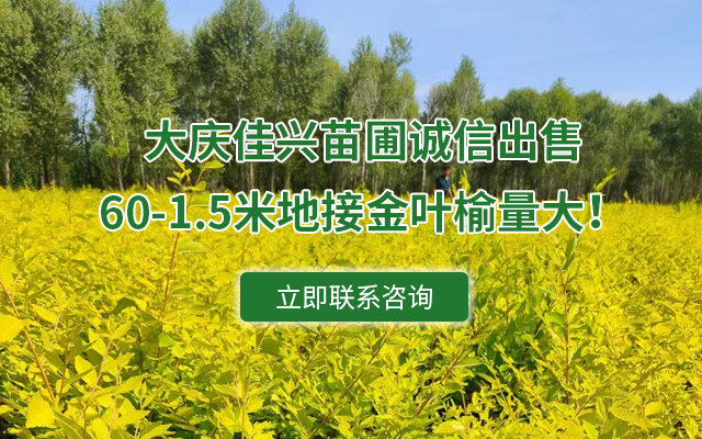 大庆苗圃