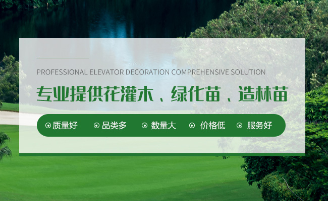 糖槭树苗