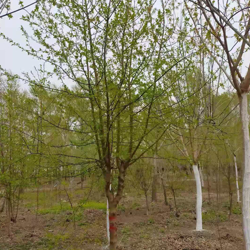 山丁子