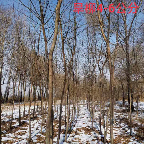 4-6公分旱柳