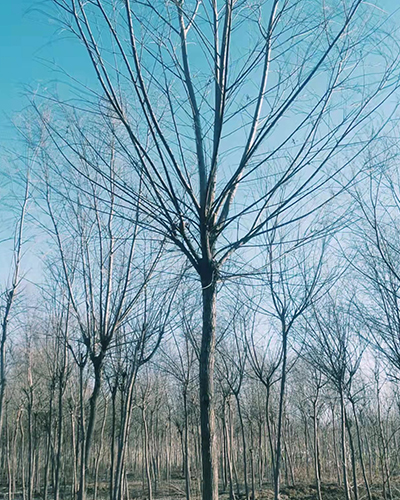 柳树