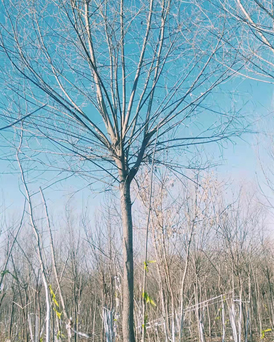 柳树