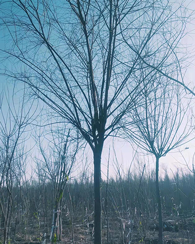 柳树