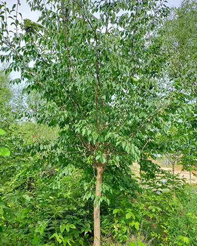 4-8公分暴马丁香