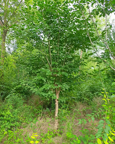 4-8公分暴马丁香