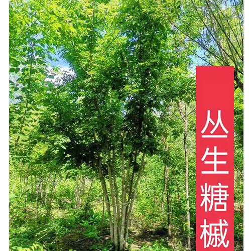 糖槭4-12公分，丛生糖槭量大
