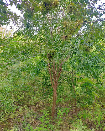 暴马丁香3-8公分