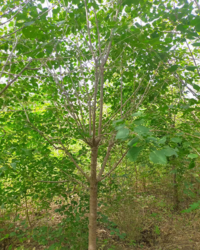 暴马丁香3-8公分