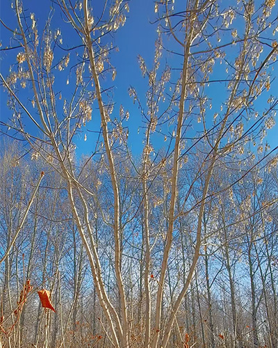 丛生糖槭